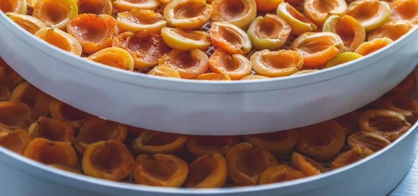 A dehydrators tray full of dried apricots